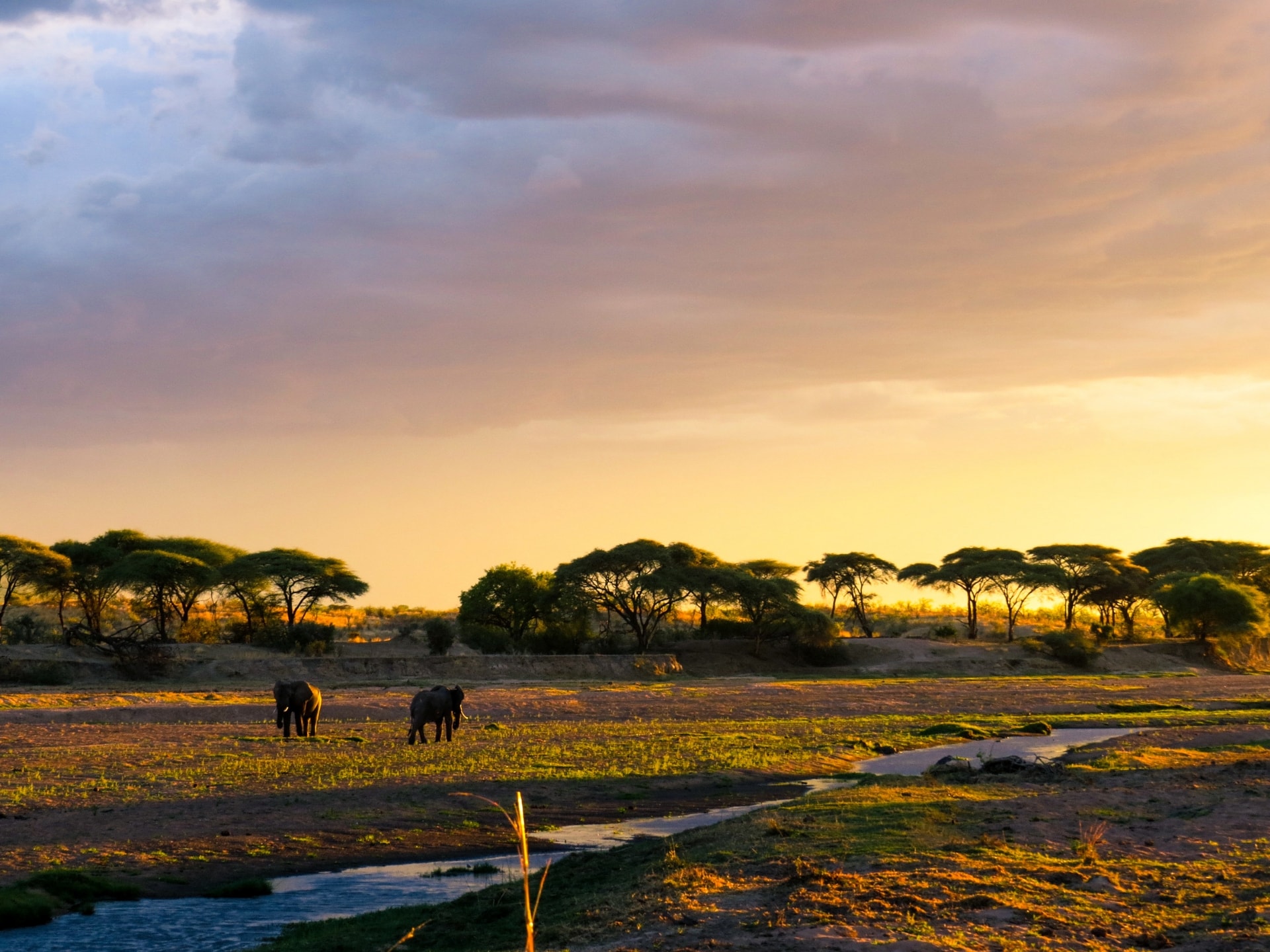 zighenzani africa safaris