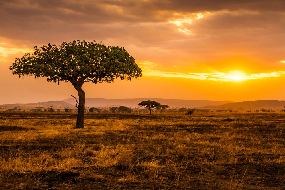 Tanzania: Serengeti Voted Best African Safari Park 2018