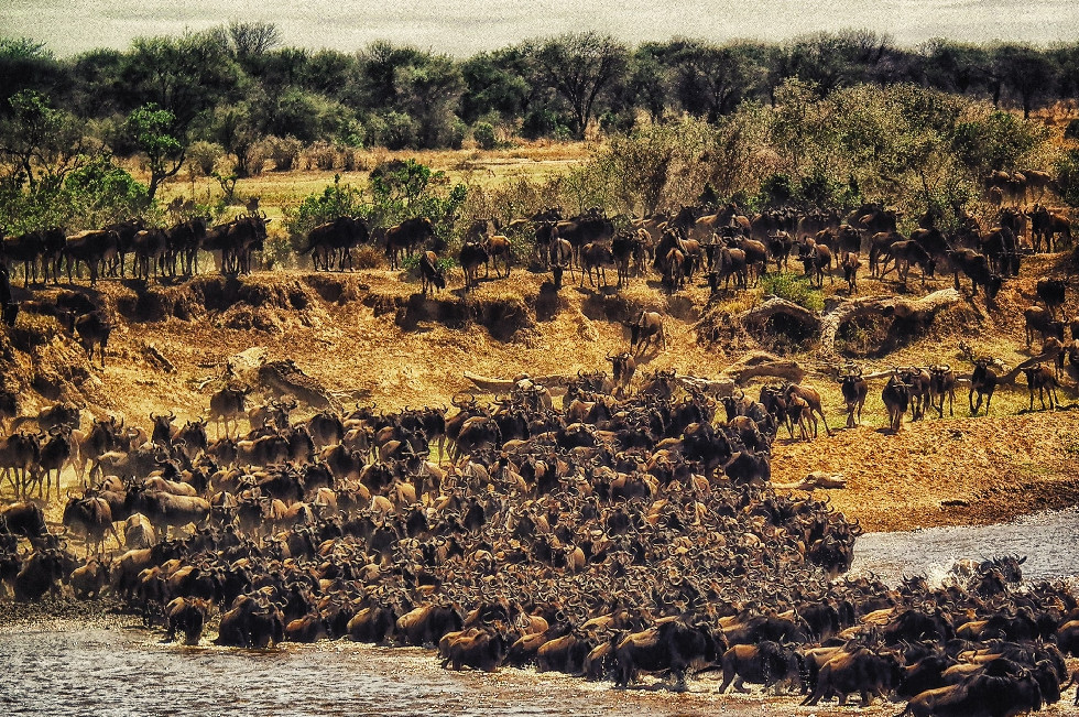 zighenzani africa safaris