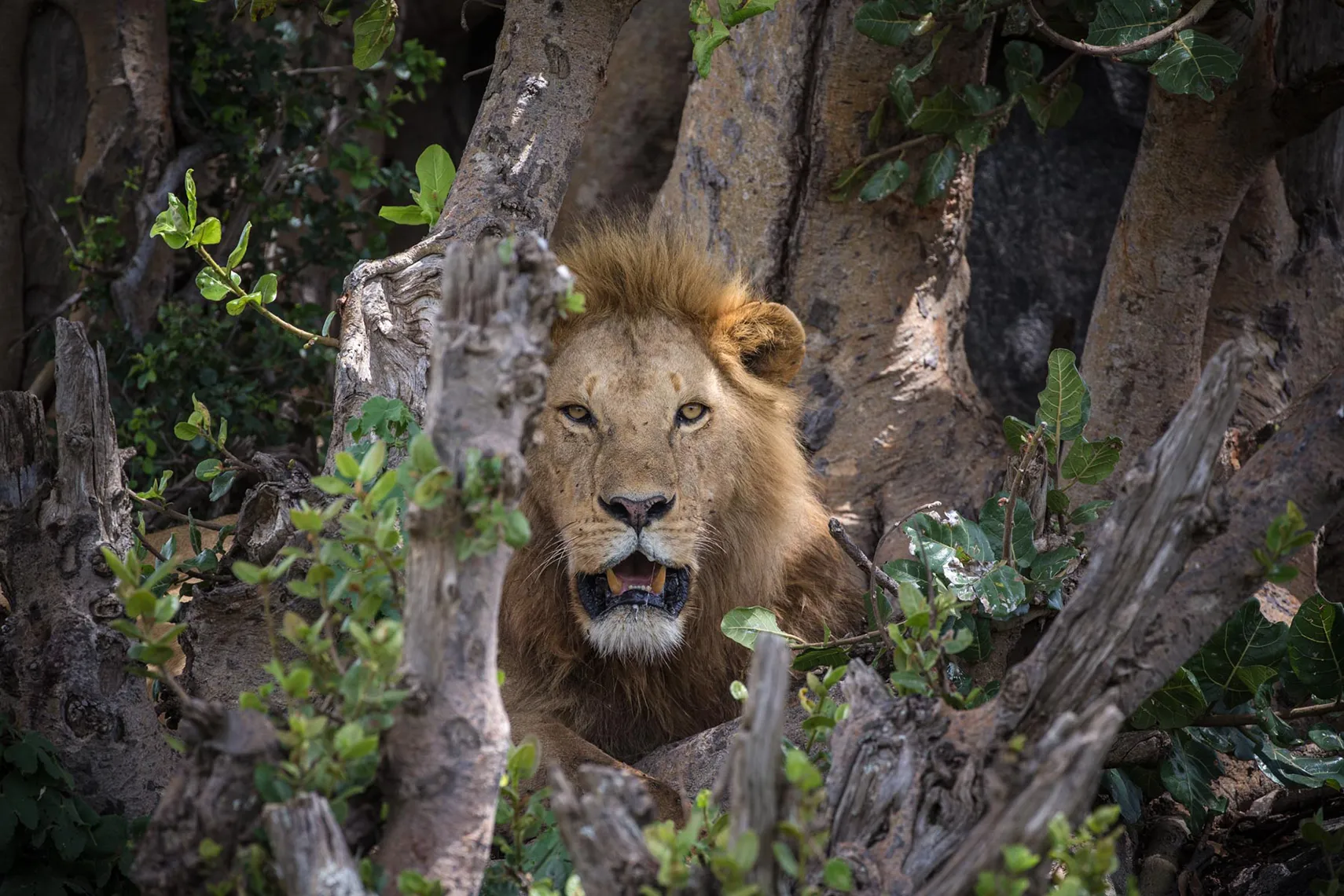 Serengeti_Gosheni_Safaris_WILDLIFE lion on a tree
