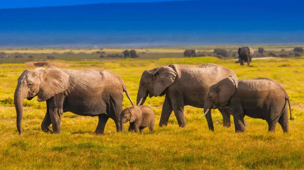 7 Days Magical Kenya Safari