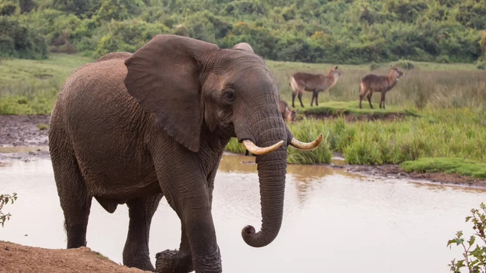 Aberdare National Park-2