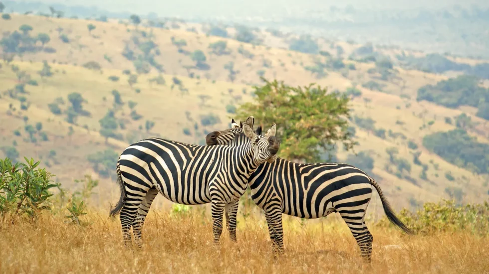 Akagera Rwanda3