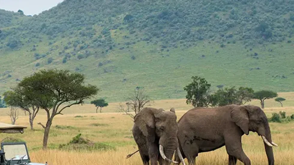 Amboseli Game Drives 3