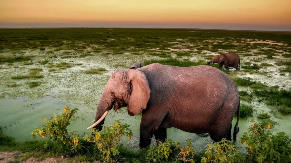 Amboseli National Park-2