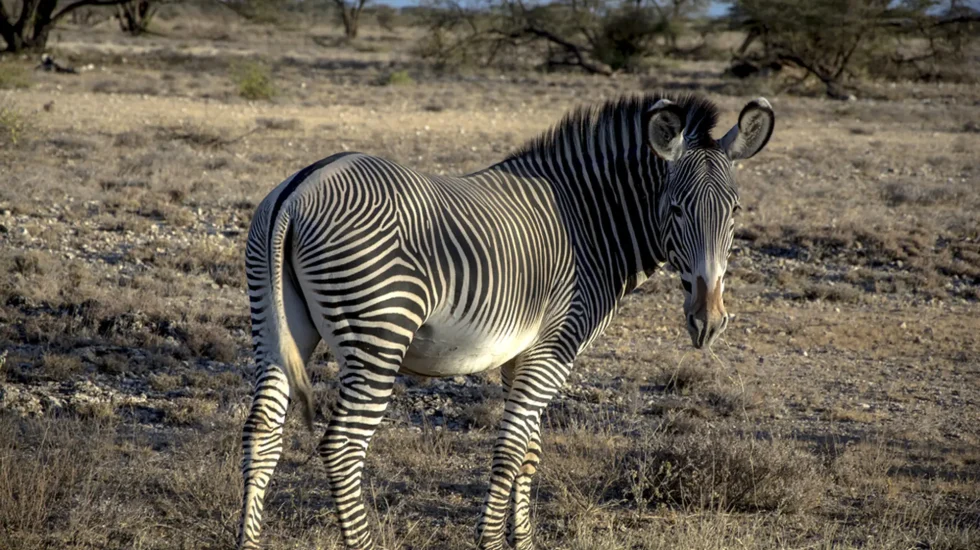Buffalo Springs National Reserve-2