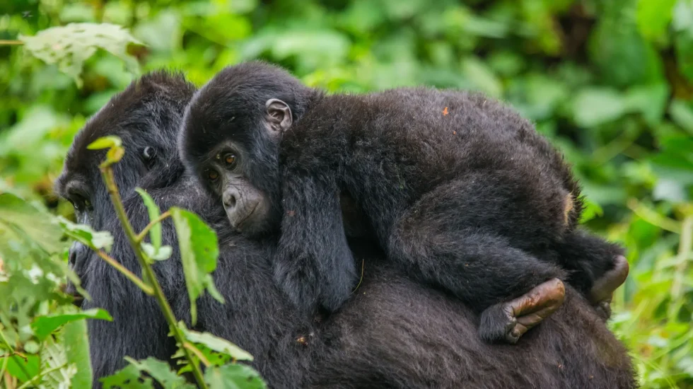 Bwindi-1
