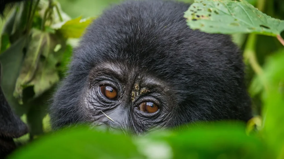 Bwindi-4