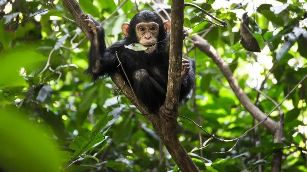 Chimpanzee Trek 3