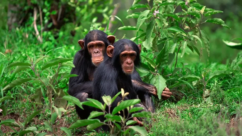 Chimpanzee Trek