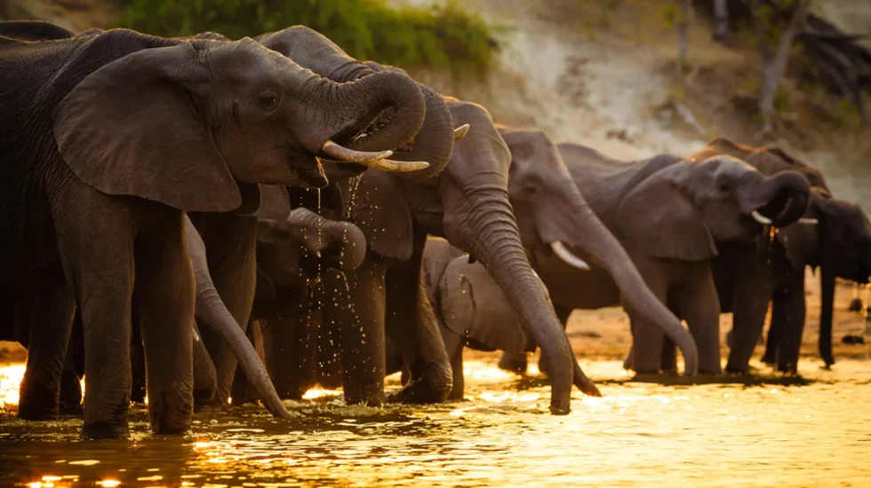 Chobe National Park-3