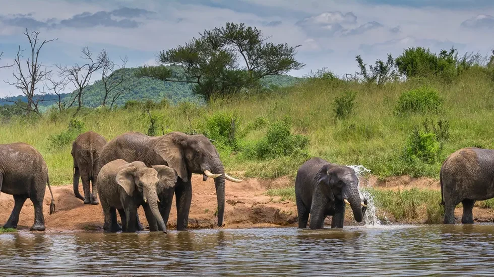 Elephant Whispers 3