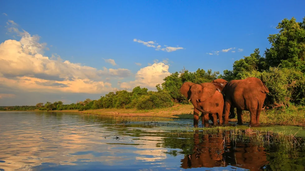 Elephant herd with baby coming to drink at river, Kruger National Park
