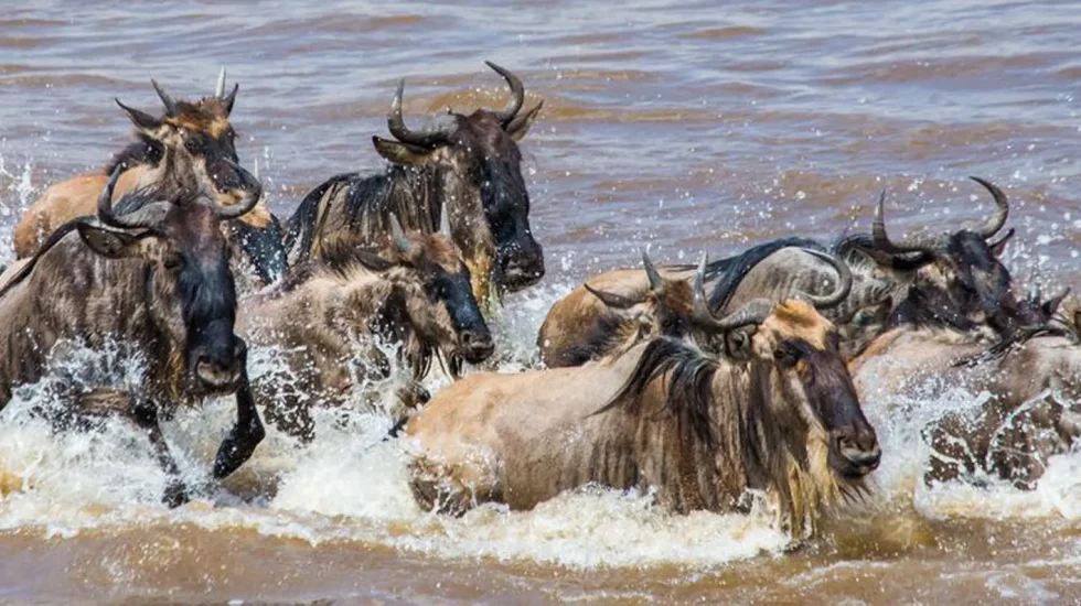 Experience Safari-15