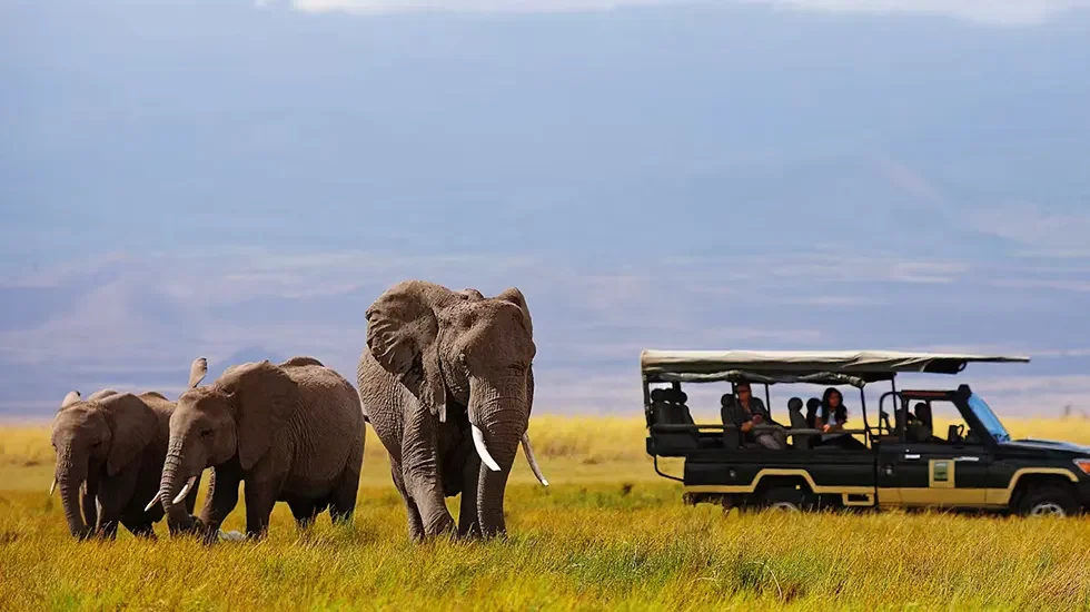 Game Drives at Amboseli 980 2
