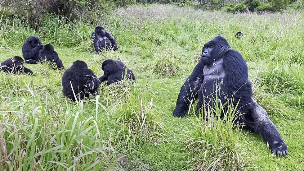 Gorilla Tracking 3