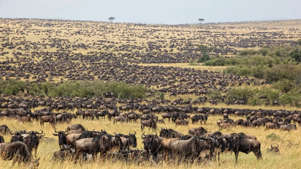 Great Migration-2