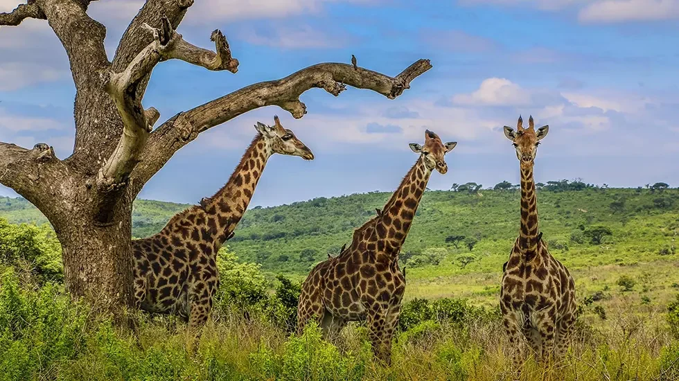 Hluhluwe Game Reserve