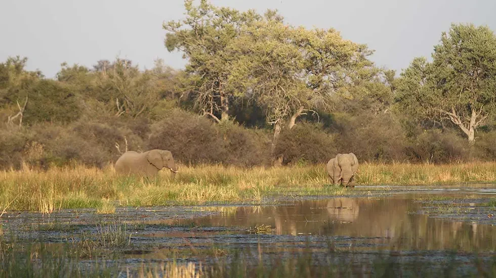 Khwai Concession (Okavango Delta, Botswana) 3