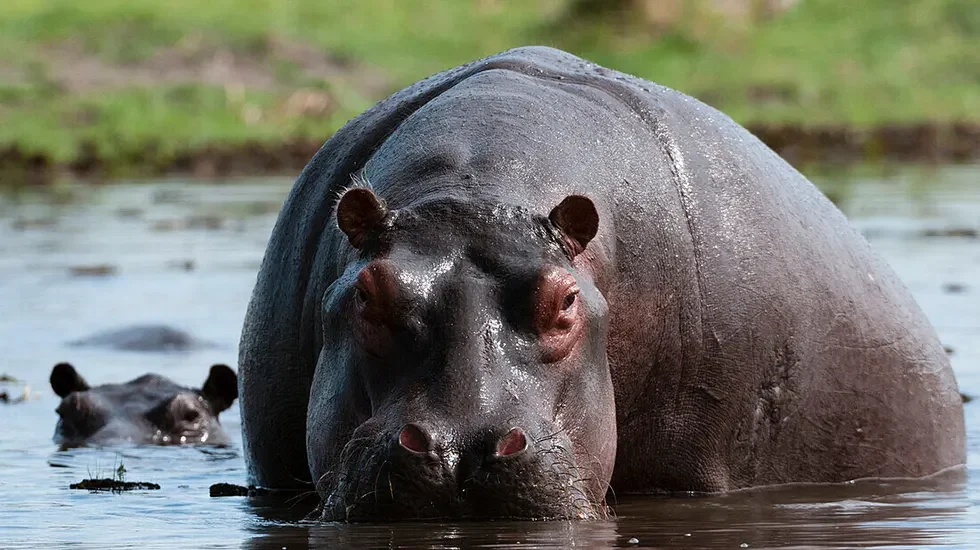 Khwai Concession (Okavango Delta, Botswana) pt2-2