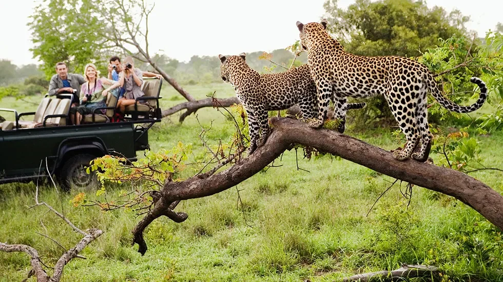Kruger Game Drive 3