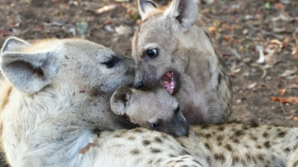 Kruger National Park-2