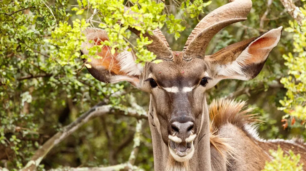 Kruger National Park-3