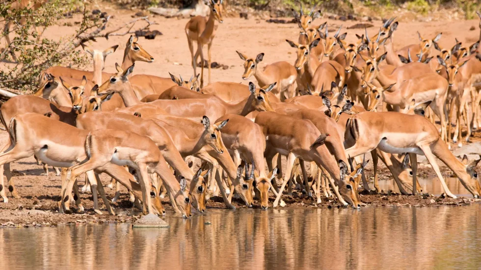 Kruger National Park-4