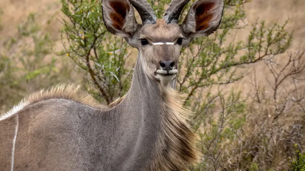 Kruger National Park-5