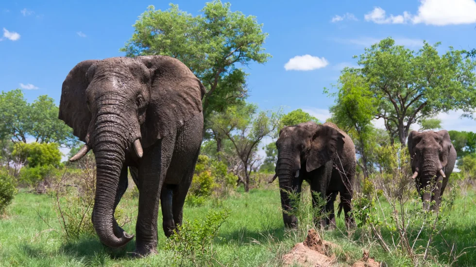 Kruger National Park-8
