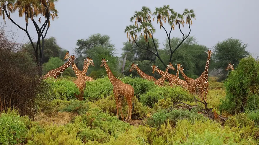 Kruger National Park