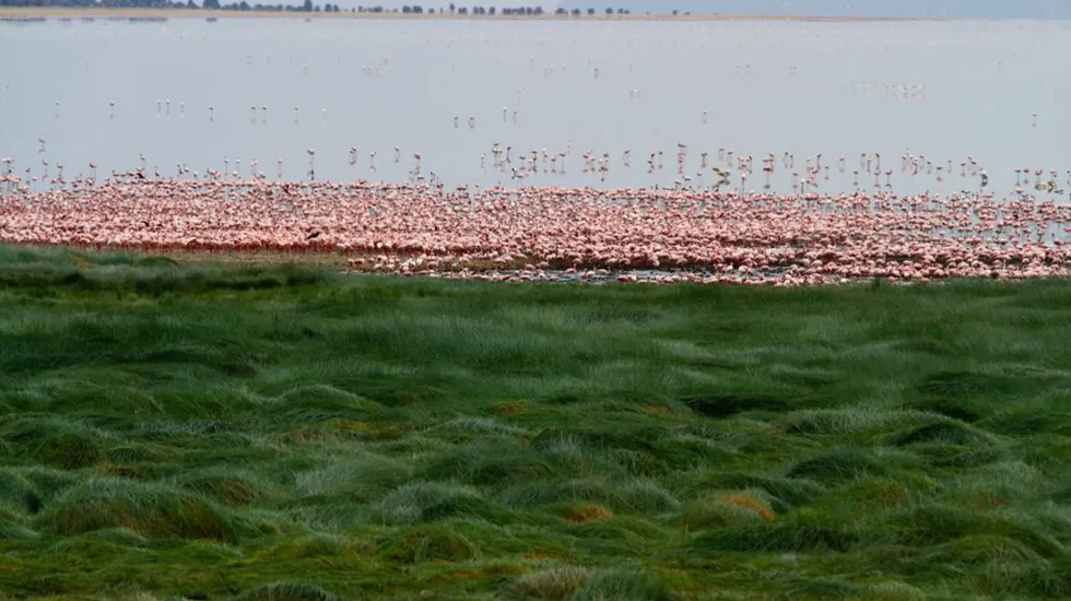 Lake Manyara National Park-4