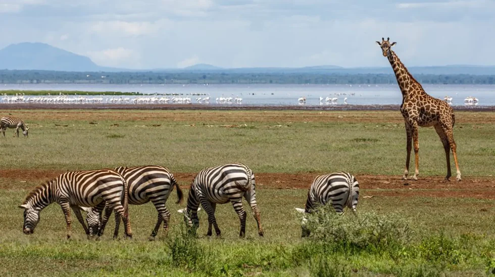 Lake Manyara National Park-7