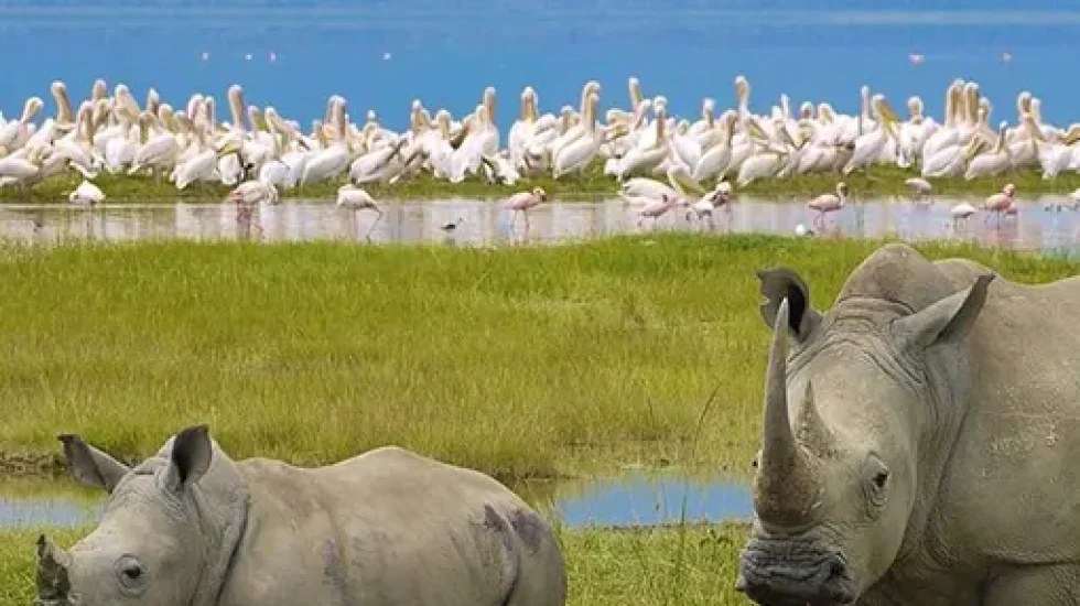 Lake Nakuru National Park 2