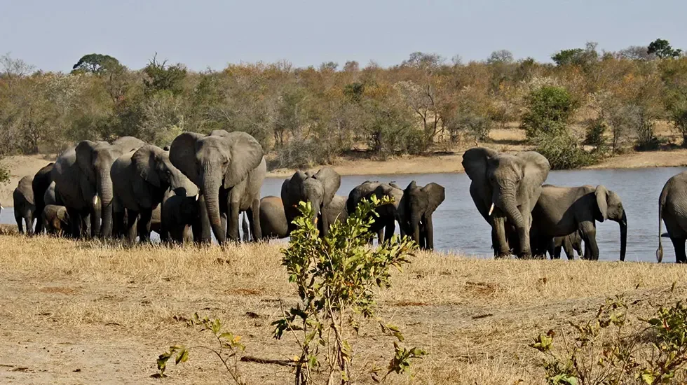 Limpopo National Park 2