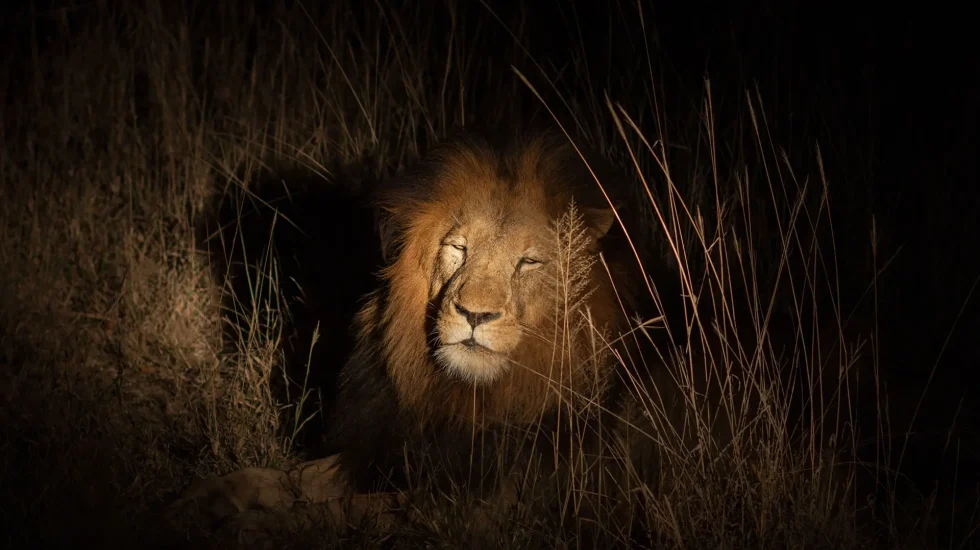Lion in bush at night near Kruger National Park
