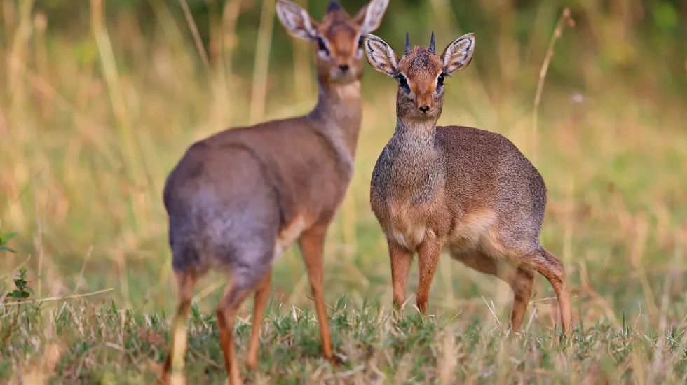 Masai Mara Game Reserve-1