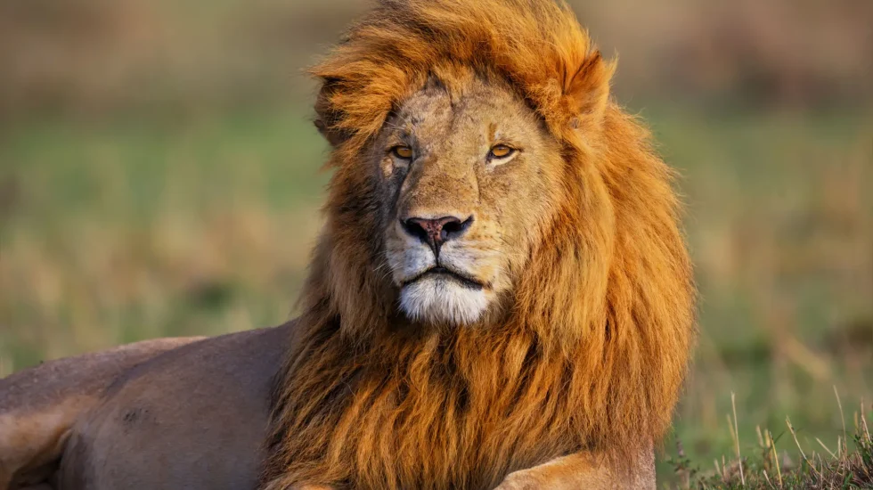 Masai Mara Game Reserve-10