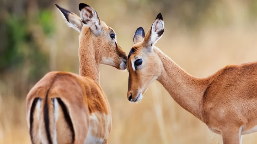 Masai Mara Game Reserve-12