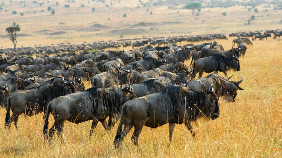 Masai Mara Game Reserve-5