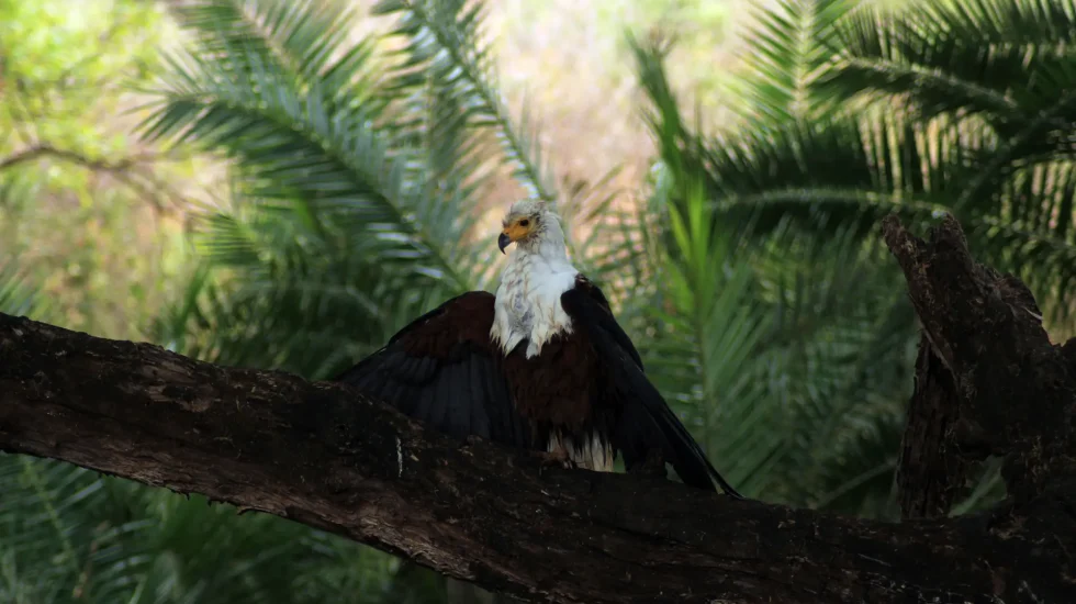 Meru National Park-3