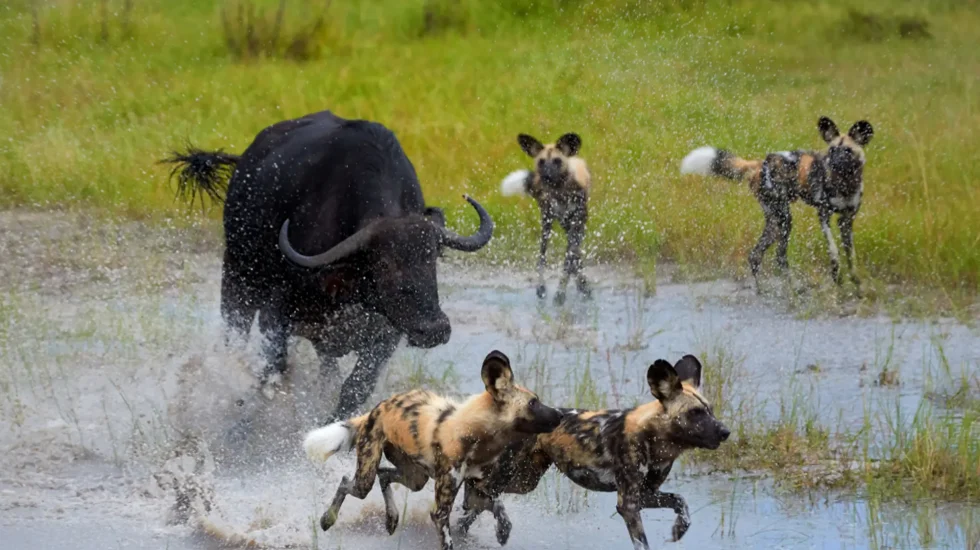 Moremi Game Reserve-3