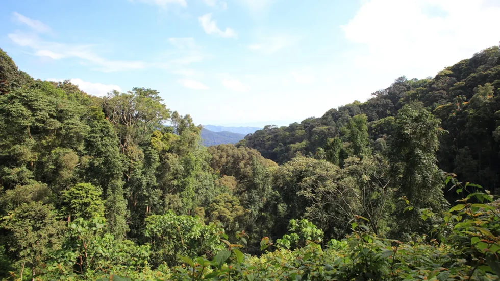 Nyungwe-4