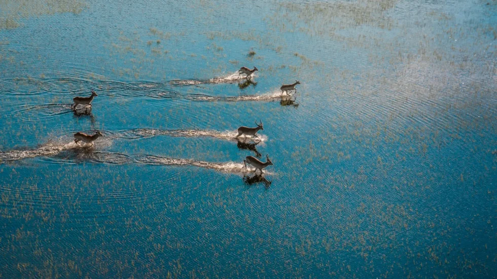 Okavango Delta-1