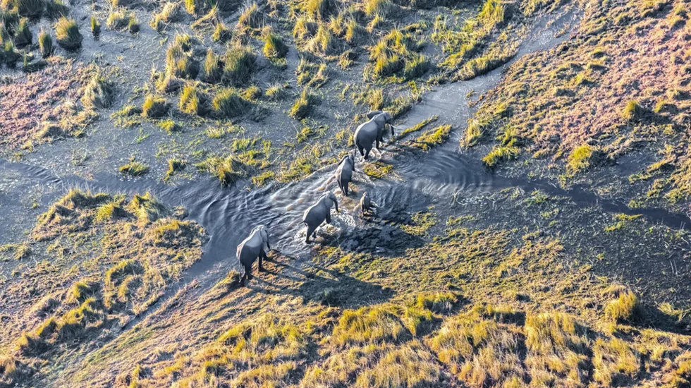 Okavango Delta-4