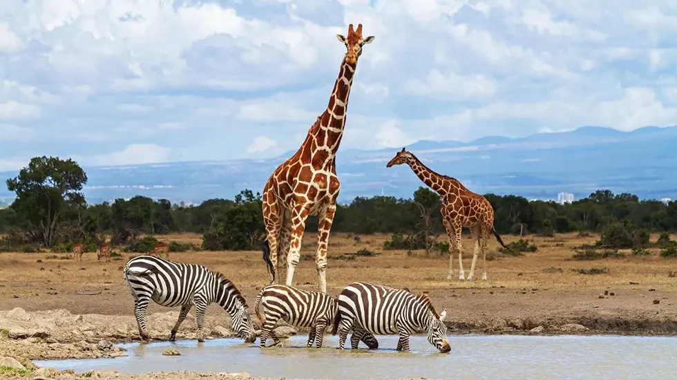 Ol Pejeta 980 2