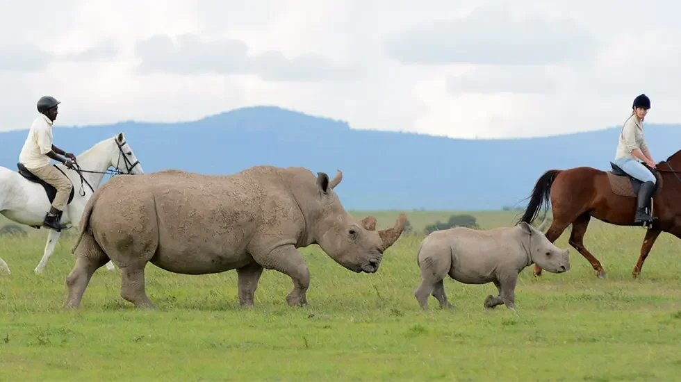 Ol Pejeta 980 3