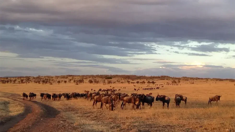 Olare Motorogi Conservancy 3