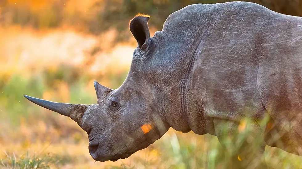 Rhinoceros in late afternoon, Kruger National Park