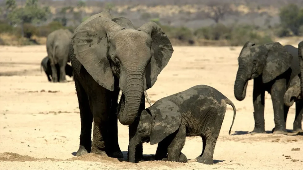 Ruaha National Park-1